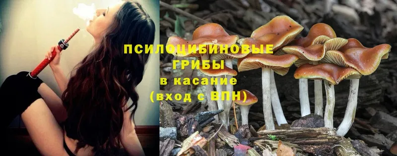 Галлюциногенные грибы Psilocybe Железногорск